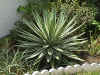 Yucca aloifolia Spanish Bayonet.jpg (95175 bytes)