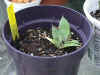 agave unknown.JPG (49985 bytes)
