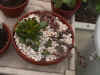 dish garden 3.JPG (54827 bytes)