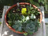 dish garden.JPG (72014 bytes)