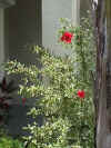 hibiscus Snow Queen.jpg (119420 bytes)