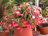 red xmas.JPG (96743 bytes)