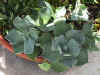 small unknown agave.JPG (71511 bytes)
