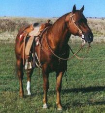 Coronas Siesta, by Corona Cody, out of Bar Polly (x Bar B Twist)