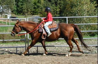 Coronas Siesta & Heather loping