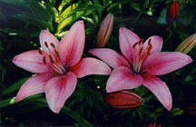 2pinklilies