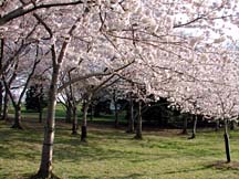 cherries10