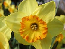 daffodil