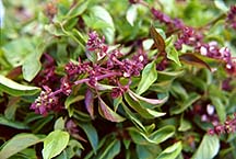 basil