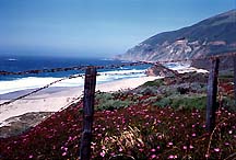 bigsur1-1993