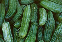 bittermelon