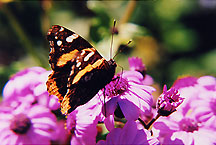 butterflyprplfleurs