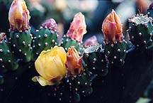 cactifleurs