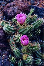 cactipurpleflrs