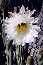 cactiwhitefleur