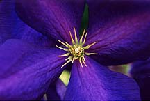 clematis1damascus