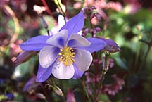 columbine2