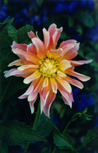 multicolordahlia