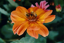 dahlia2bees