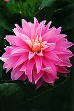 dahliabigpink