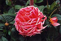 dahliabirdsnest