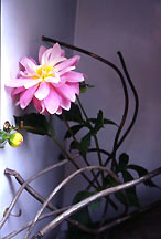 dahliafrigidaire