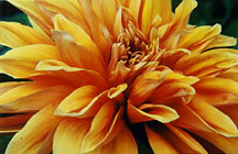 dahliahugeorngylw