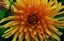 dahliaorange2