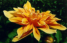 dahliaorngylw