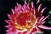 dahliapnkylwzm