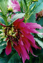 quarterdahlia