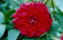 dahliaredmag