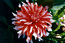 bigredwhitedahlia