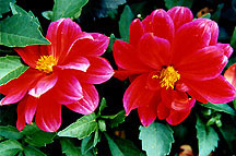 dahlias2redmag