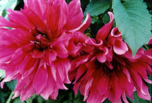 dahlias2rose