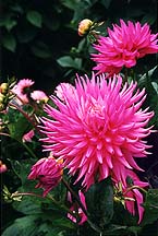 dahlias3mag