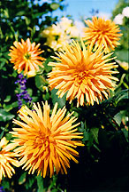 dahlias3orngdiag