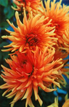 dahliasorange