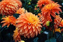 dahliaspeachmulti