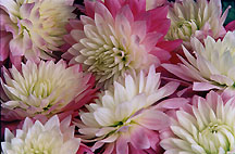 whitepinkdahliasindoor
