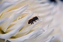 dahliawhitebee