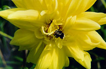 dahliaylwbee