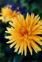 dahliaylworng