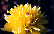 dahliaylwsun