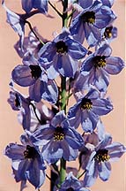 delphpaleblue