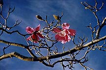 dogwood1horiz