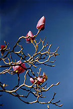 dogwood1v