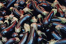 eggplantjpffh