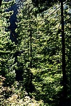 elcortedemaderatrees