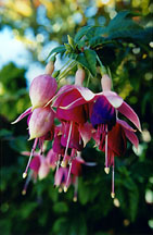 fuschia